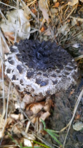 Strobilomyces strobilaceus