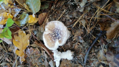 Amanita pantherina