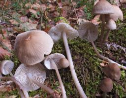 Mycena galericulata