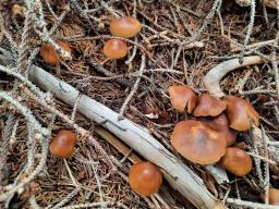 Psilocybe medullosa