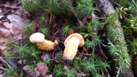 Cantharellus amethysteus