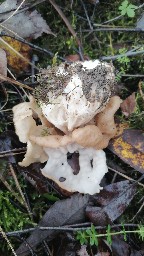 Helvella crispa