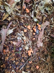 Lycogala epidendrum