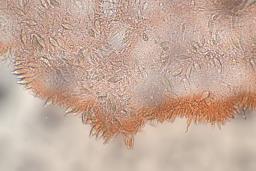 Lactocollybia cycadicola