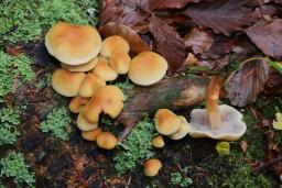 Hypholoma capnoides