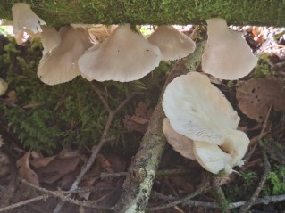 Pleurotus pulmonarius