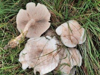 Clitocybe fasciculata