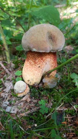 Suillellus luridus