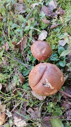 Leccinum versipelle