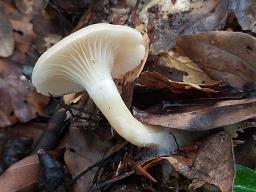 Clitocybe phaeophthalma