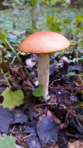 Leccinum rufum