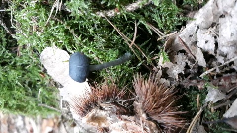 Entocybe nitida