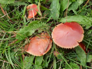 Hygrocybe coccinea