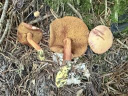 Chalciporus piperatus