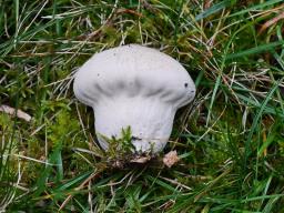 Lycoperdon pratense