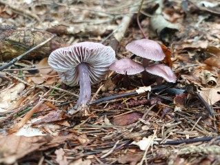 Mycena pura