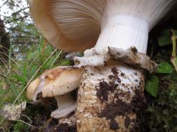 Catathelasma imperiale