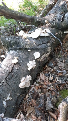 Pleurotus pulmonarius