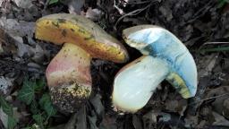 Butyriboletus fechtneri