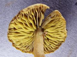 Callistosporium luteo-olivaceum