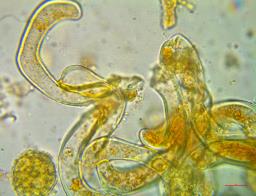 Phragmidium rubi-idaei