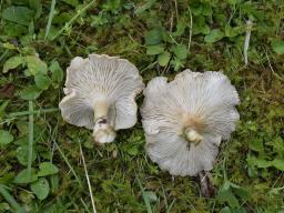 Infundibulicybe costata