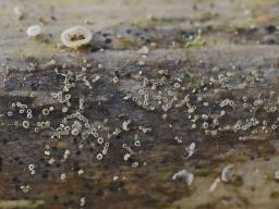 Hyalopeziza millepunctata