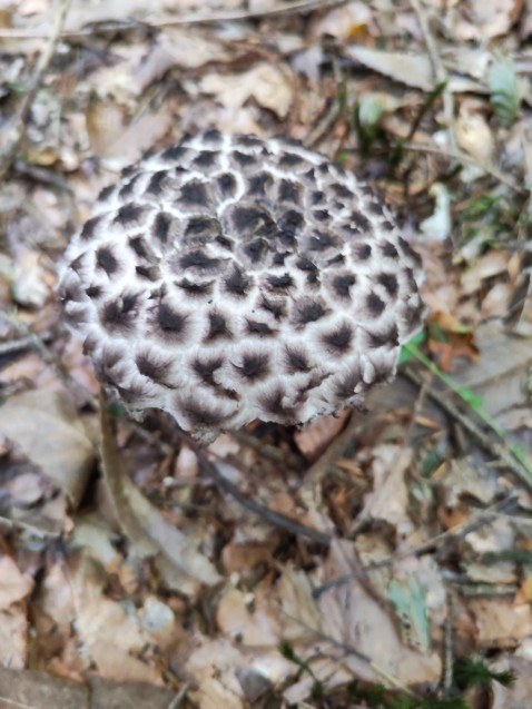 Strobilomyces strobilaceus