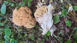 Ramaria flava