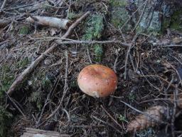 Russula paludosa