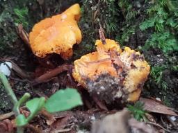 Cantharellus friesii