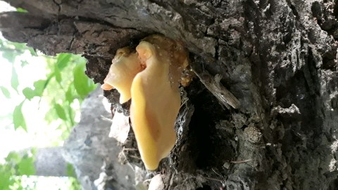 Laetiporus sulphureus