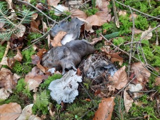 Hygrophorus marzuolus