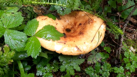 Lactarius scrobiculatus