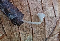 Clavicorona taxophila