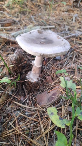 Amanita porphyria