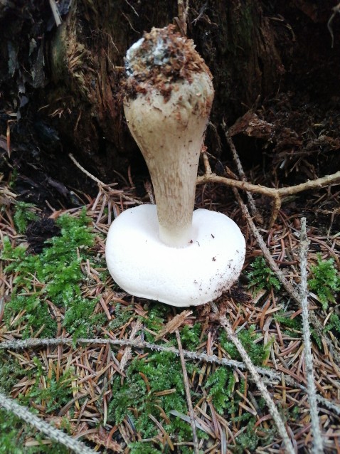 Tylopilus felleus