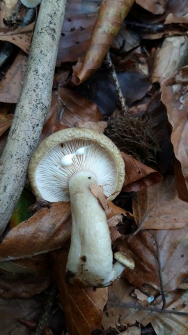 Lactarius blennius