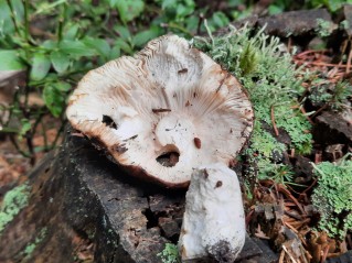 Russula mustelina