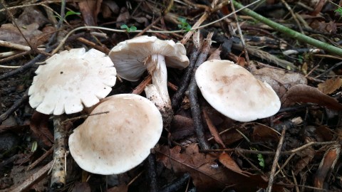 Calocybe gambosa