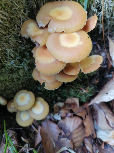 Kuehneromyces mutabilis