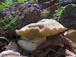 Hemileccinum depilatum
