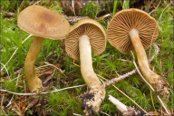 Cortinarius venetus var. montanus