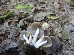 Psathyrella cotonea