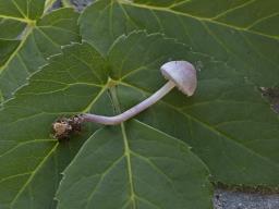 Cystolepiota bucknallii