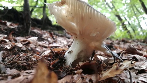 Russula aeruginea