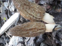 Morchella importuna