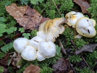 Hygrophorus chrysodon