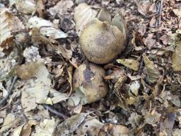 Geastrum michelianum