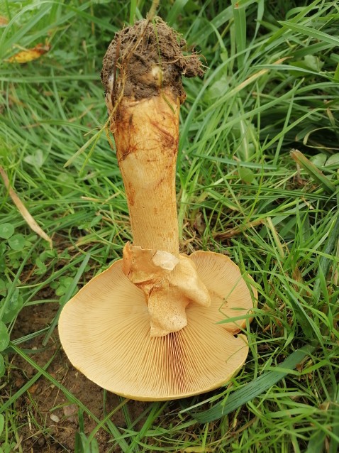 Phaeolepiota aurea